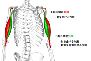 上腕二頭筋