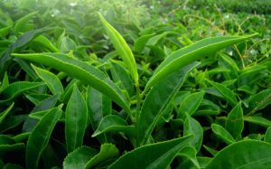 茶カテキンで筋肥大