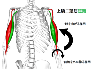 短頭