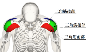 解剖学三角筋