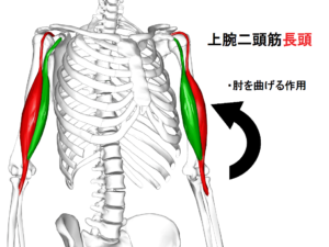 長頭