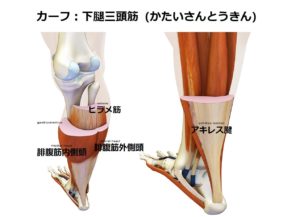カーフの筋トレ