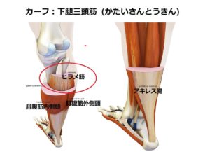 カーフの筋トレ