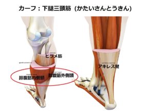 カーフの筋トレ