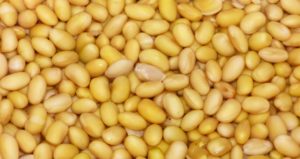 大豆