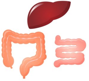 筋肉はどれだけ減るか