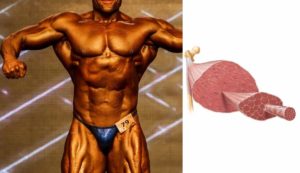 筋肉はどれだけ減るか