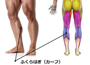 カーフ