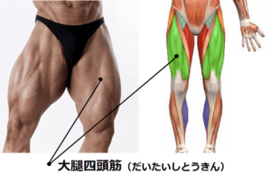 大腿四頭筋