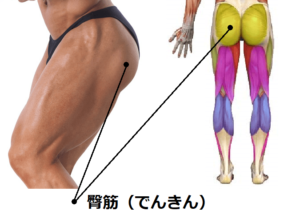 臀筋