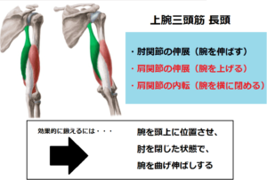 上腕三頭筋