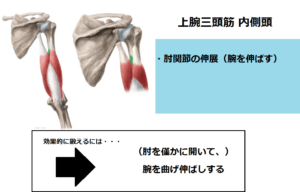 上腕三頭筋