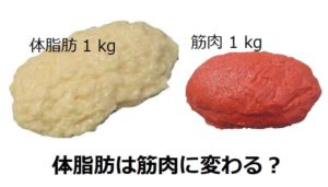 脂肪は筋肉に変わるか