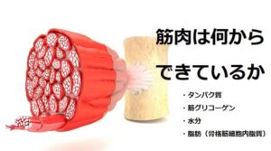 脂肪は筋肉に変わるか