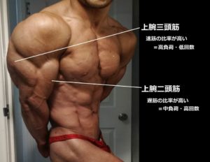 筋線維