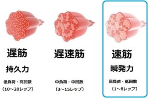筋線維