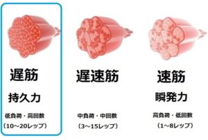 筋線維