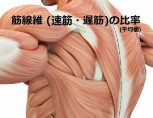 筋線維