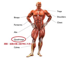 筋線維