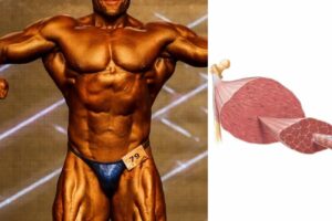 ボディビル大会前の減量期間中に 筋肉はどれだけ減るか